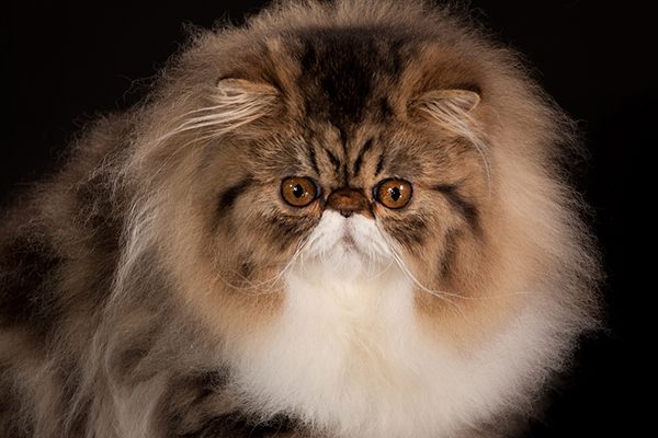 Родословна котка, шампион на TICA изложба