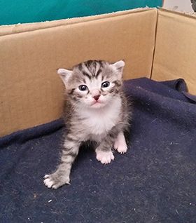 Kitten from one of the club's catteries