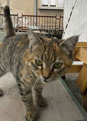 Kitten from one of the club's catteries